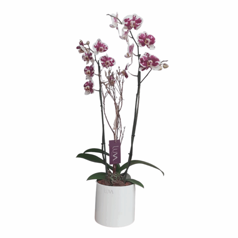 1 ORQUIDEA EN CILINDRO (2)