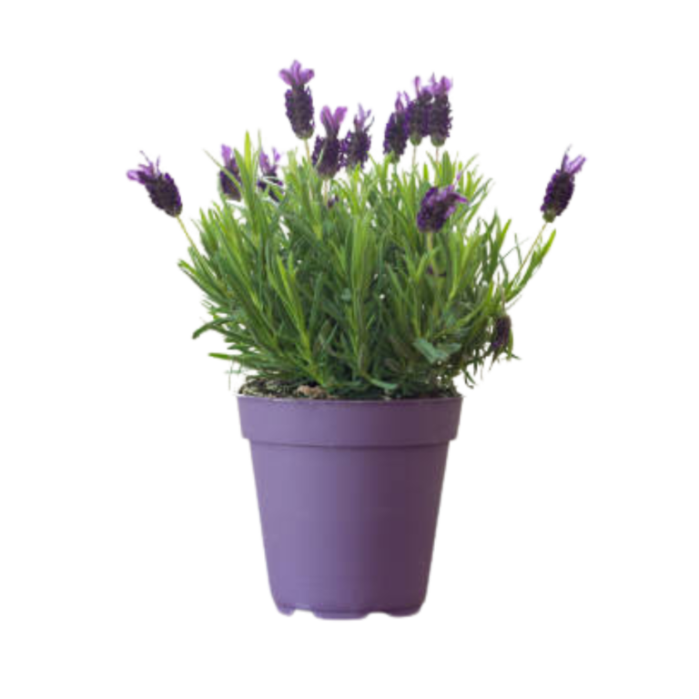 176