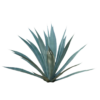 AGAVE AZUL (2)