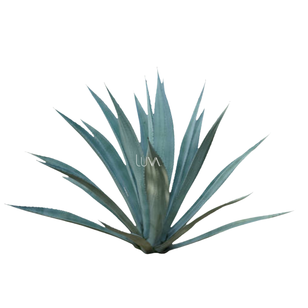 AGAVE AZUL (2)