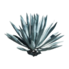 AGAVE AZUL (4)
