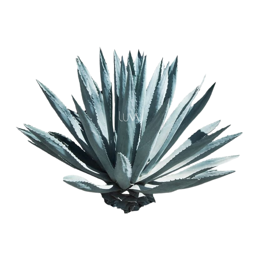 AGAVE AZUL (4)