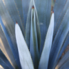 AGAVE AZUL (5)
