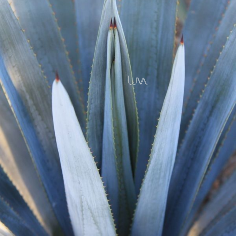 AGAVE AZUL