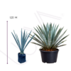 AGAVE AZUL (6)