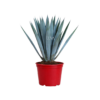 AGAVE AZUL