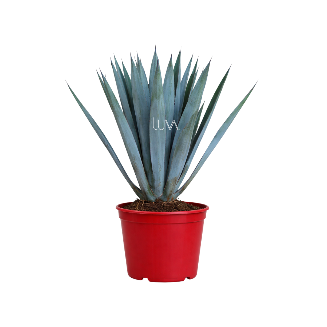 AGAVE AZUL