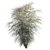 ARALEA ELEGANTISIMA (4)
