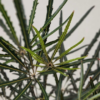 ARALEA ELEGANTISIMA (5)