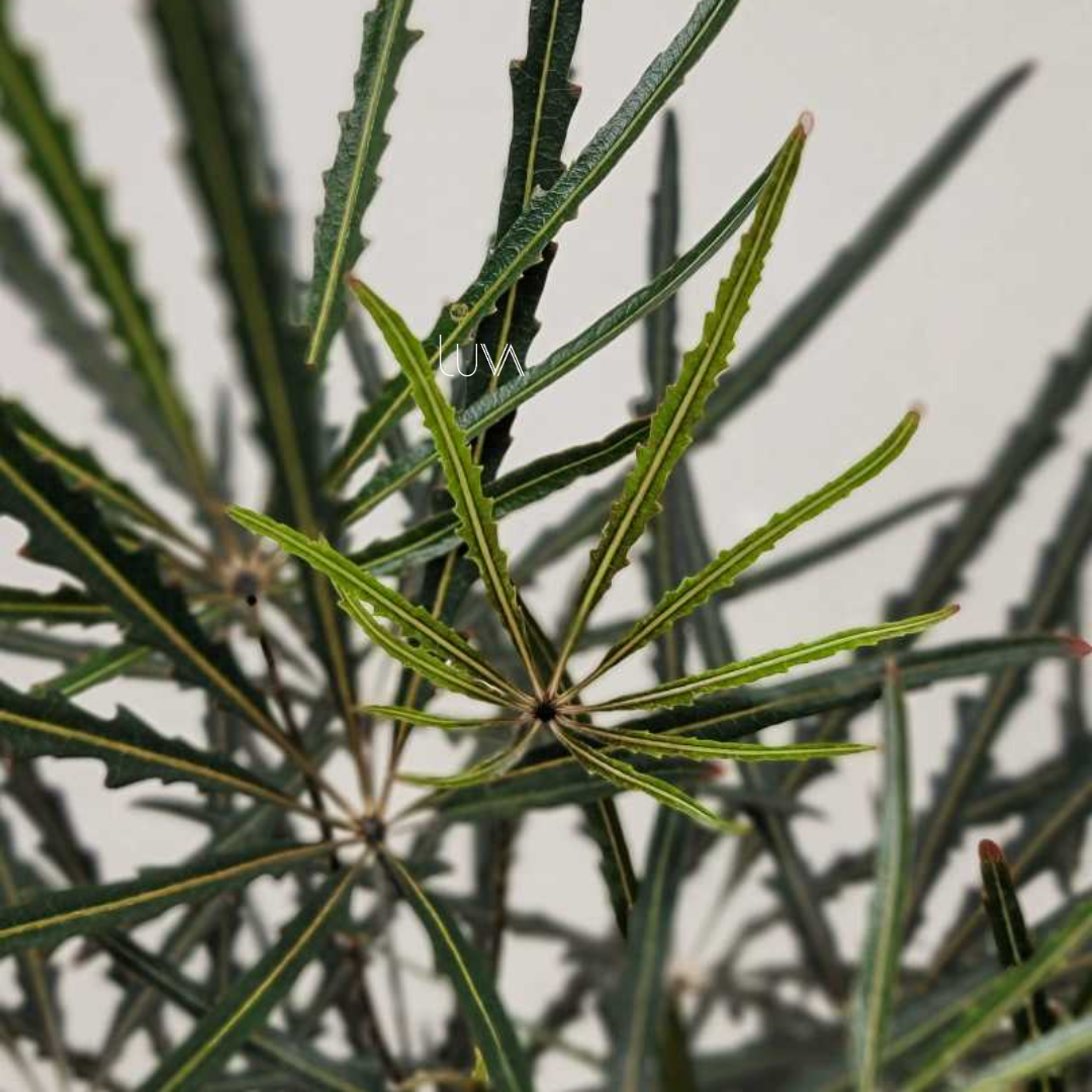 ARALEA ELEGANTISIMA (5)