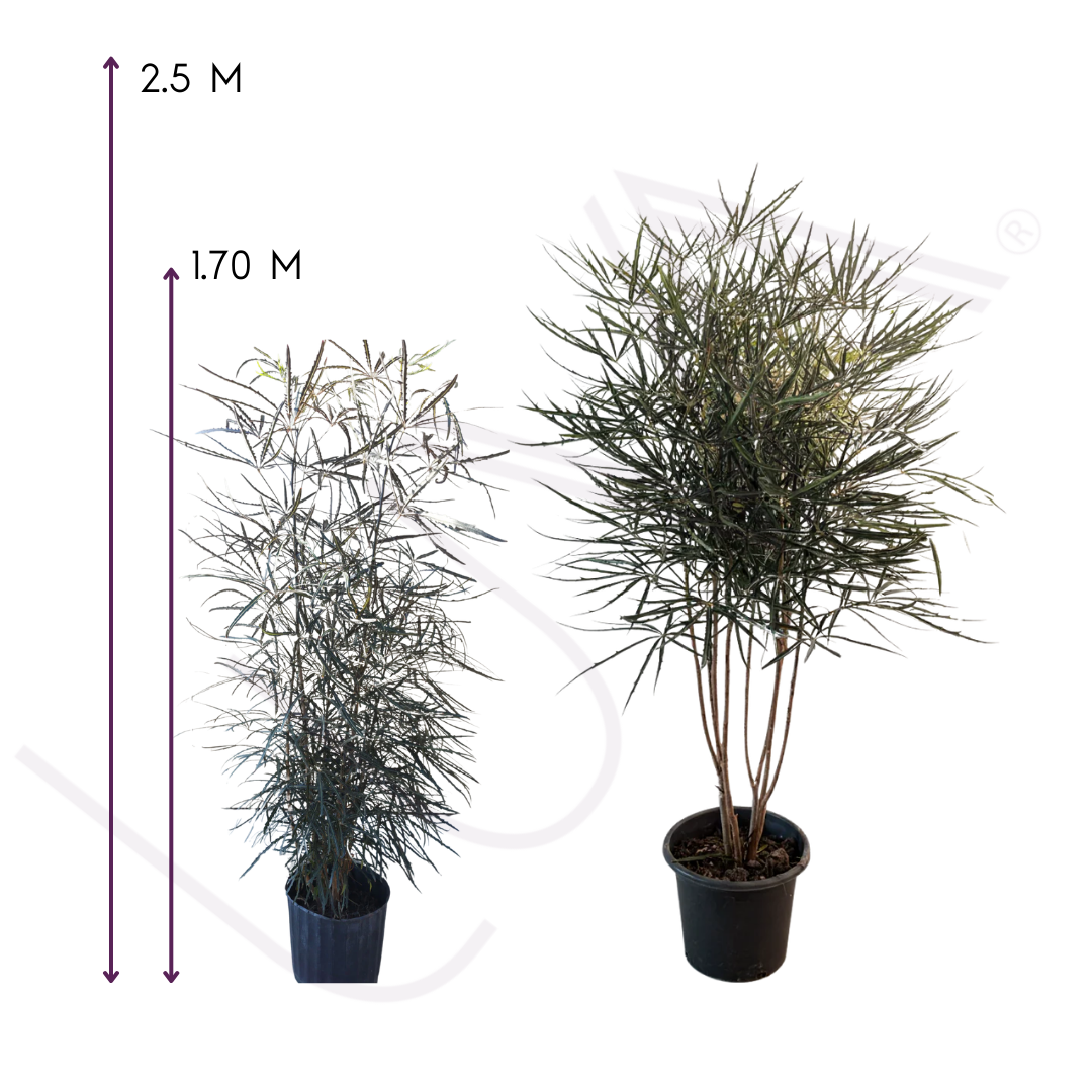 ARALEA ELEGANTISIMA (6)