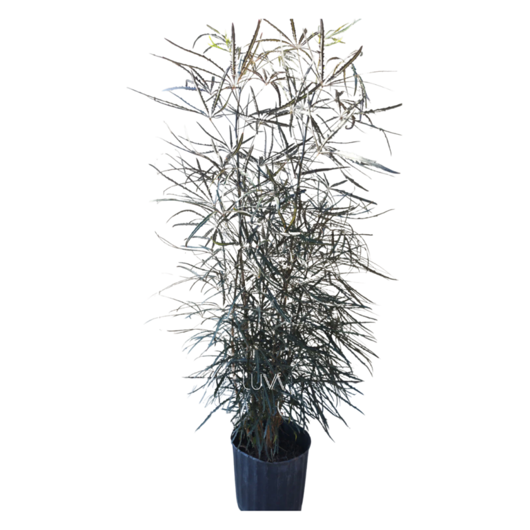 ARALEA ELEGANTISIMA