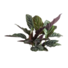 CALATHEA LAPICERA (2)