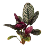 CALATHEA LAPICERA (3)