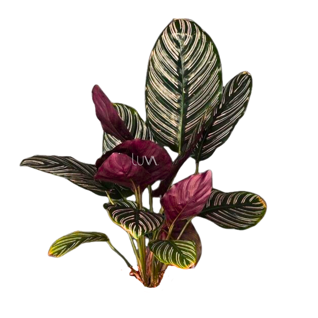 CALATHEA LAPICERA (3)