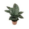 CALATHEA LAPICERA