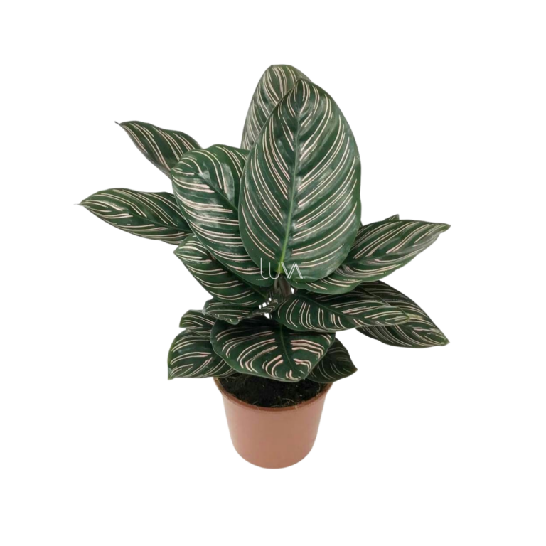CALATHEA LAPICERA