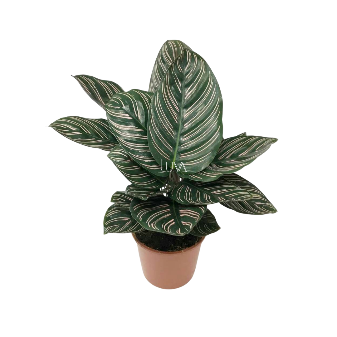 CALATHEA LAPICERA