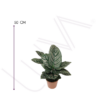 CALATHEA LAPICERA (4)
