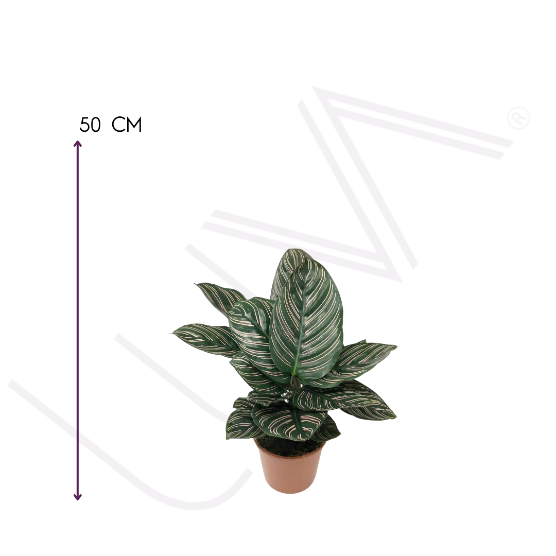 CALATHEA LAPICERA (4)