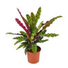 CALATHEA PLUMA DE INDIO