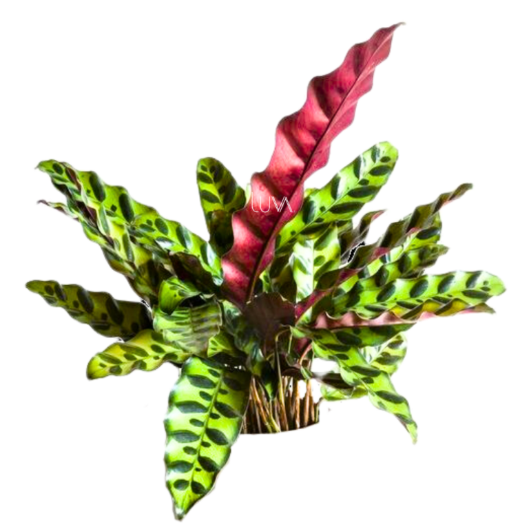 CALATHEA PLUMA DE INDIO