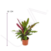 CALATHEA PLUMA DE INDIO (3)