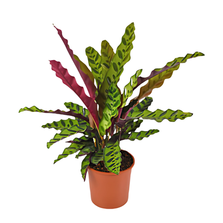 CALATHEA PLUMA DE INDIO