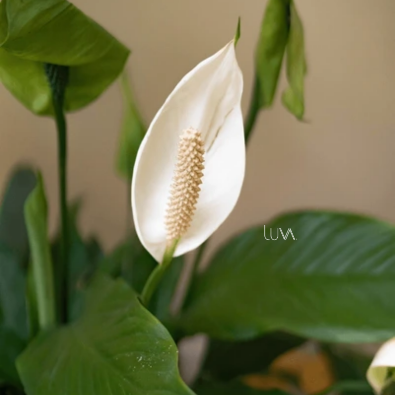 CUNA DE MOISES