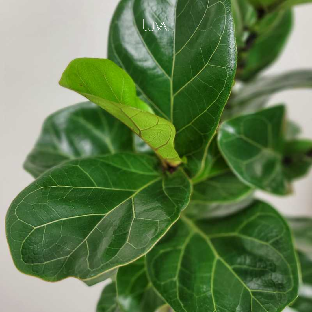 FICUS PANDURATA (13)
