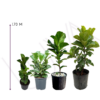 FICUS PANDURATA (14)