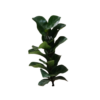FICUS PANDURATA (2)