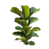 FICUS PANDURATA (3)