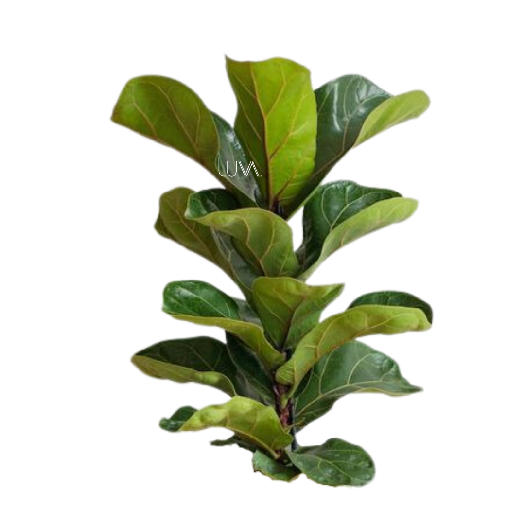 FICUS PANDURATA (3)