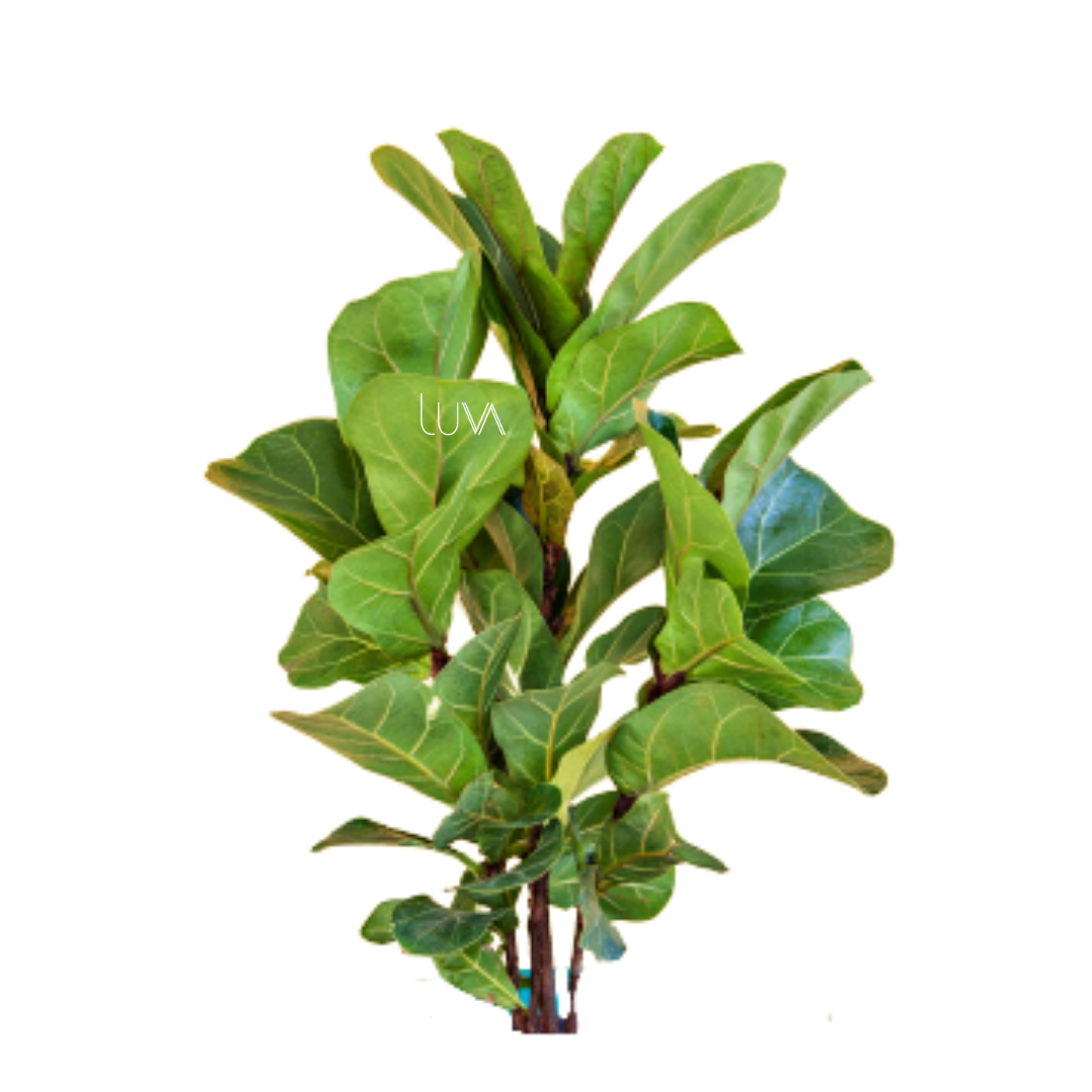 FICUS PANDURATA (5)