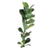FICUS PANDURATA (7)