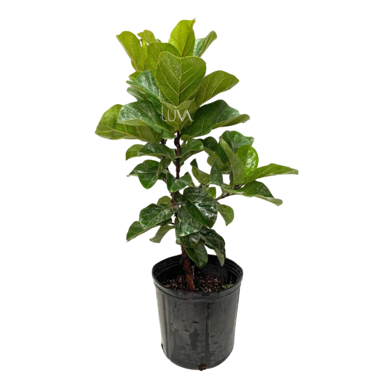 FICUS PANDURATA (9)