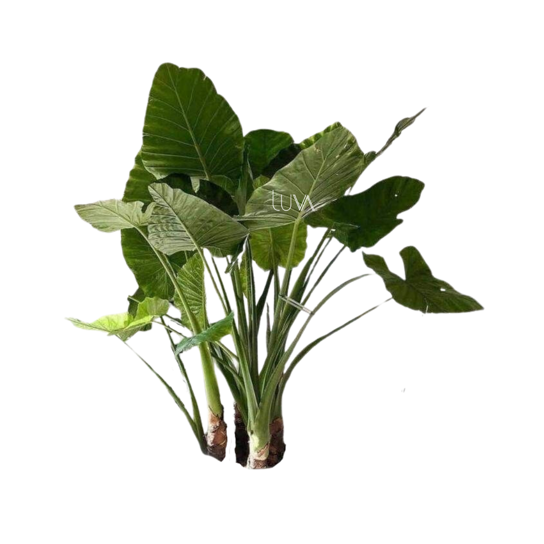 HOJA ELEGANTE (10)