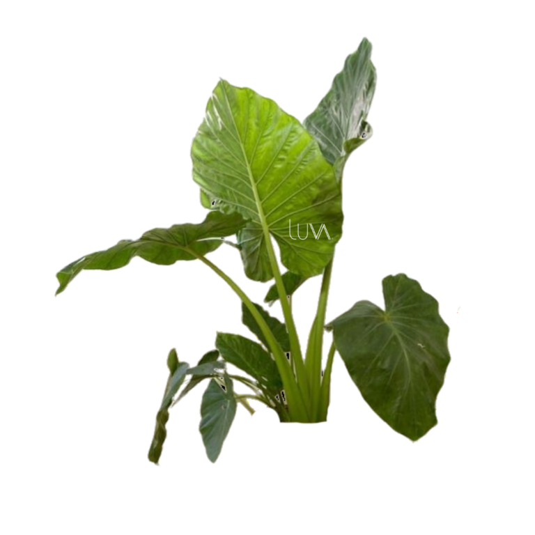HOJA ELEGANTE (7)
