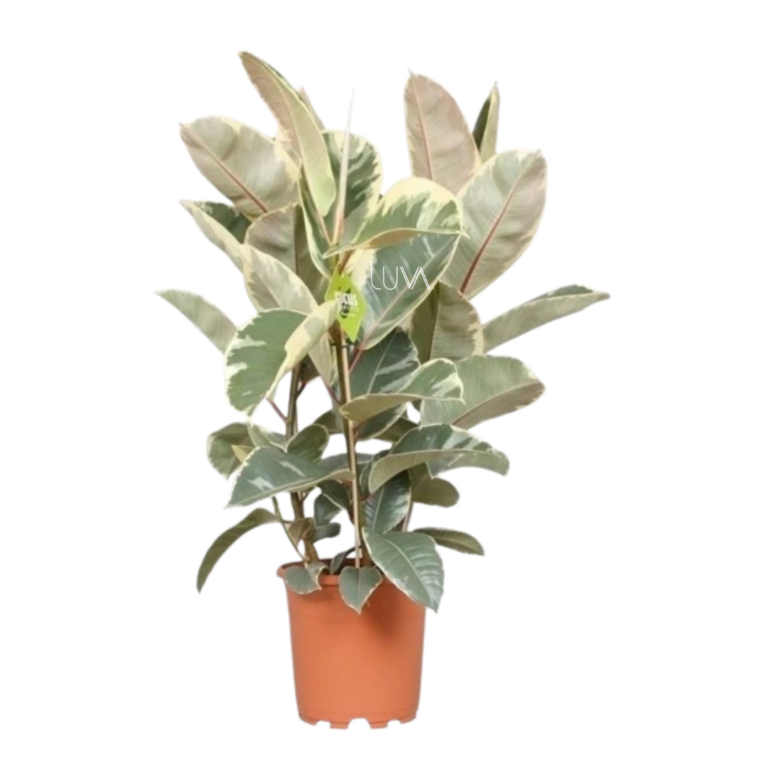 HULE VARIEGADO (3)