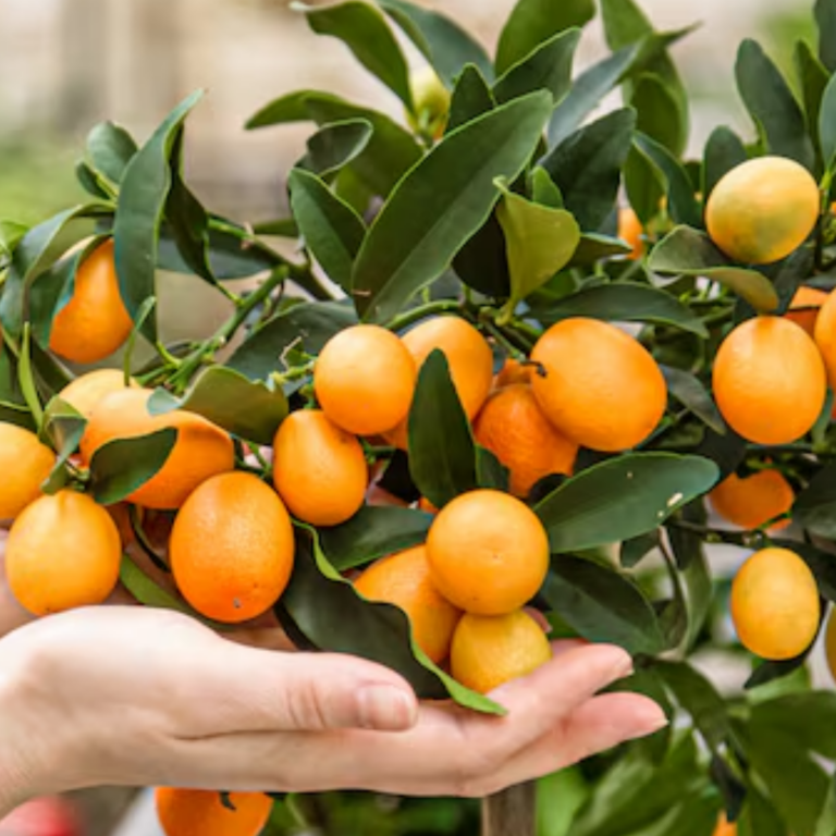 MANDARINA CHINA