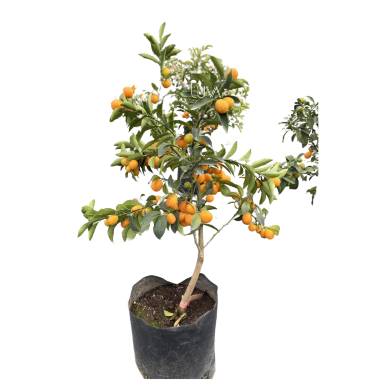 MANDARINA CHINA