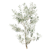 OLIVO GRIS (2)