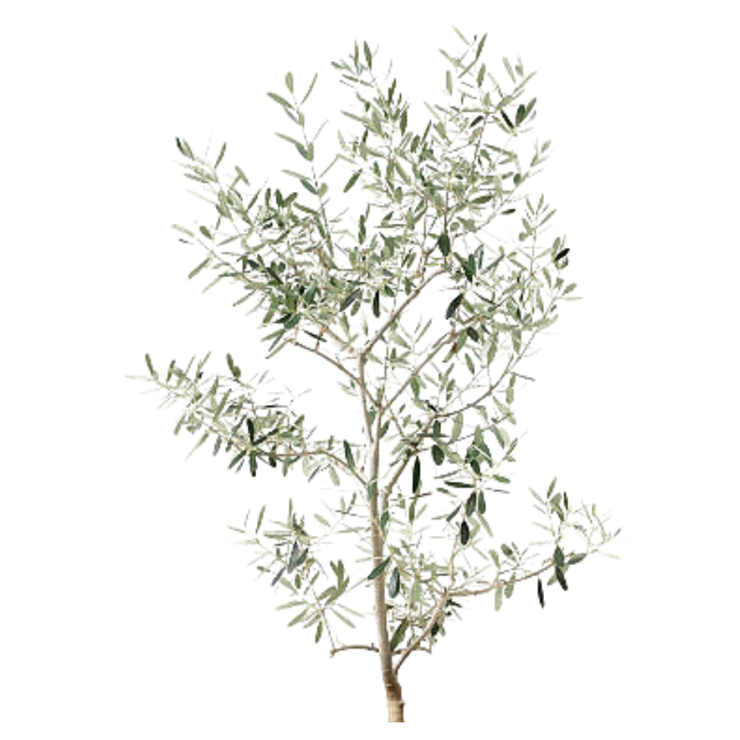 OLIVO GRIS (2)