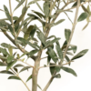 OLIVO GRIS (5)