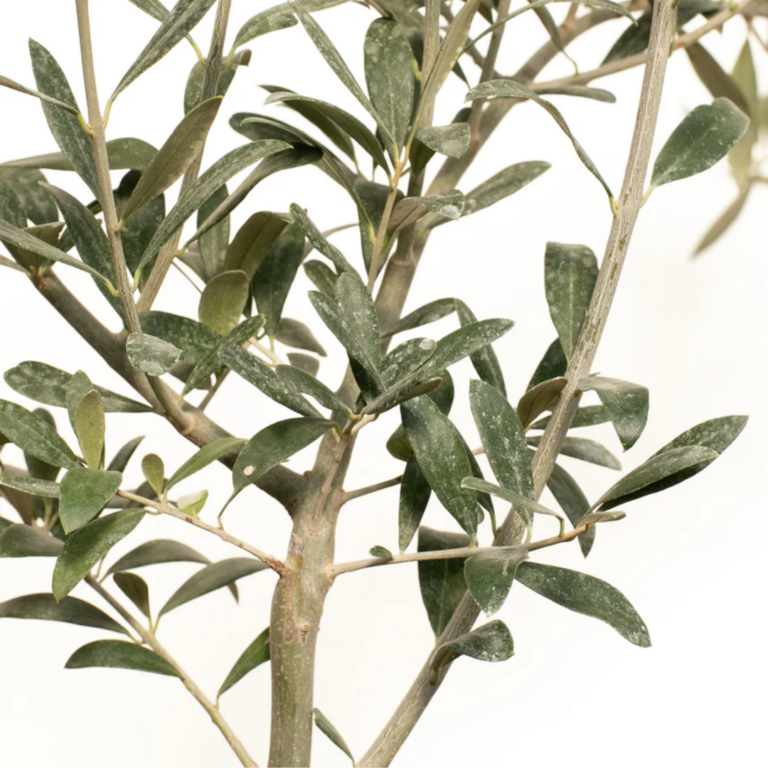 OLIVO GRIS