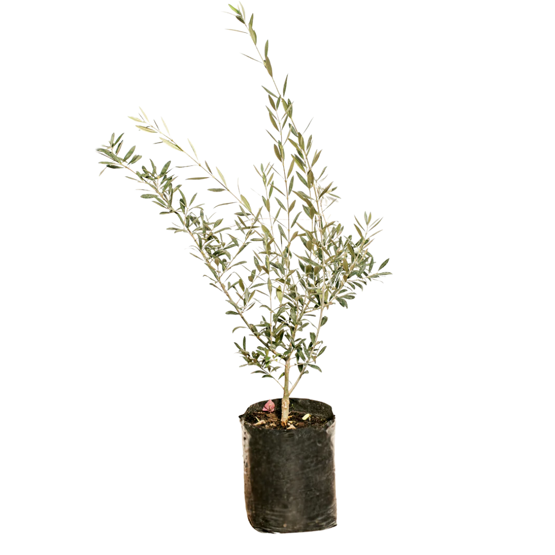OLIVO GRIS
