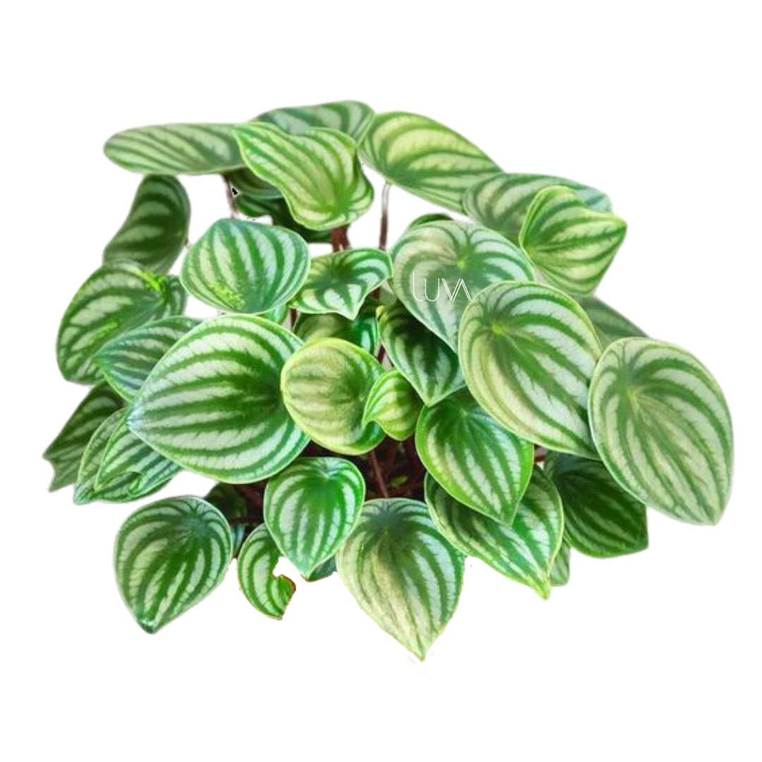 PEPERONIA CASCARA DE SANDIA (2)