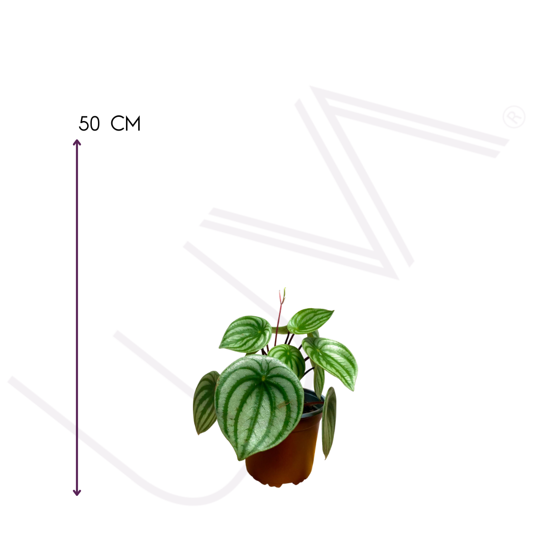 PEPERONIA CASCARA DE SANDIA (3)