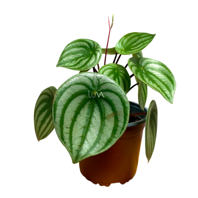 PEPERONIA CASCARA DE SANDIA